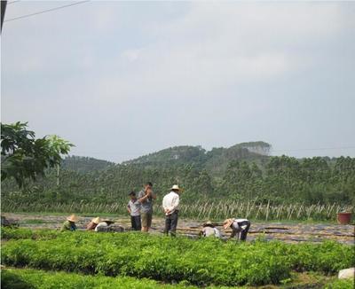 嫁接黄瓜苗 黄瓜变形弯曲的常见原因分析与防治措施