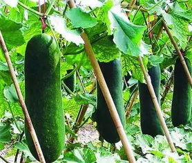 我国农作物种子流通模式与现状分析