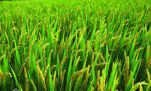 三种渐行渐远的传统农作物 记忆中的种子，舌尖上的乡愁