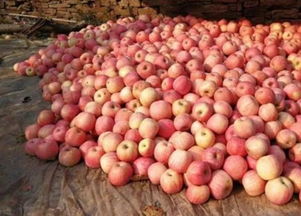 2019年四大农产品价格飙升 猪肉鸡蛋领涨，种子价格涨势惊人