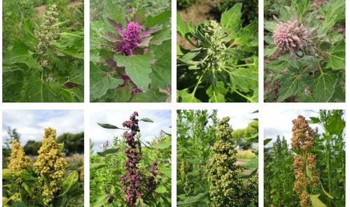 从南美洲到上海餐桌 种子种苗背后的农业新篇章