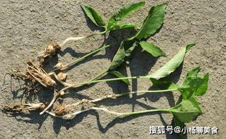 一年三熟，药食同源 探秘“荆芥”的多重价值