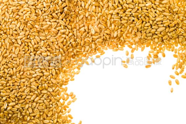 小麦种子的优质品鉴与种植管理指南