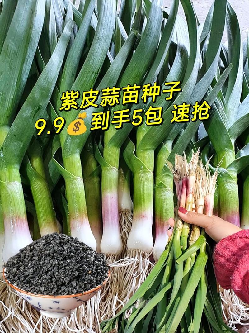 一茬一茬割不完 蒜苗的四季种植指南