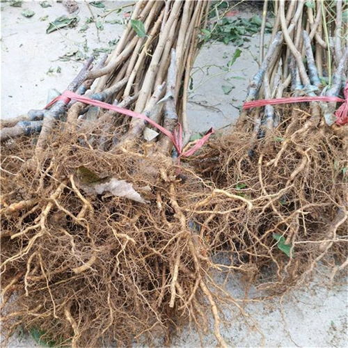 西梅李子种植指南 品种特性与一亩地种植密度解析