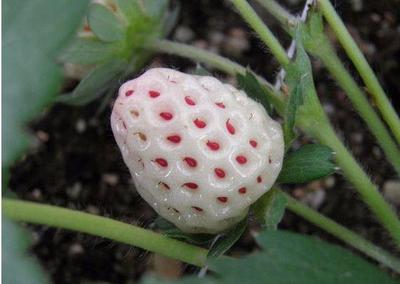 北京中亚华丰种业 专业供应大棚蔬菜种子与抗病番茄种子