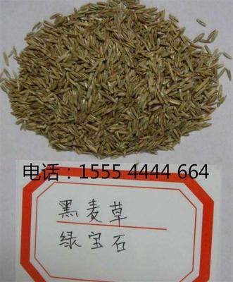 大庆墨西哥玉米种子价格及选购指南