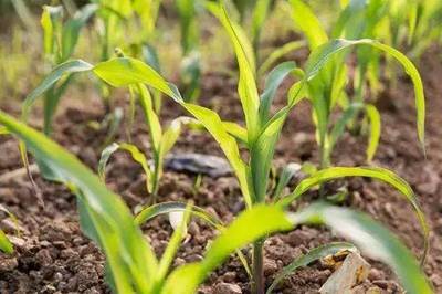 《种子法》如何保护农户免受假种苗、假种子坑害