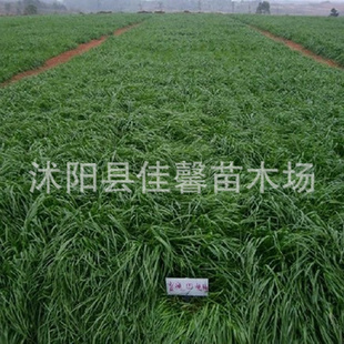 南北方多年生黑麦草种子 优质牧草助力牛羊鸡鸭鱼鹅养殖