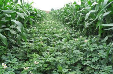 北京大兴区农作物种子、种苗市场概况与采购指南