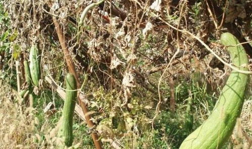 又一种农作物征服美国人，卖到供不应求，农民靠种植它致富