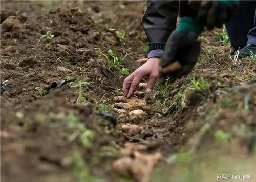 农管除姜争议 经济作物与粮食安全的博弈