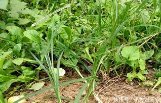 鬼针草 农田祸害与贫贱良药的双面传奇