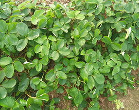 农作物种子种苗 高效供应与批发渠道解析