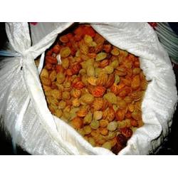 辣椒砧木 高效农作物种子的批发与供应指南