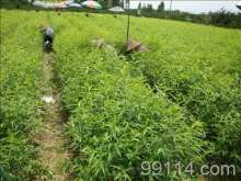 日本夏冠人参 种子种苗采购与市场信息指南