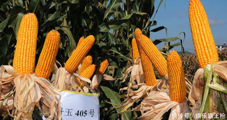 转基因作物与留种能力 误解与真相