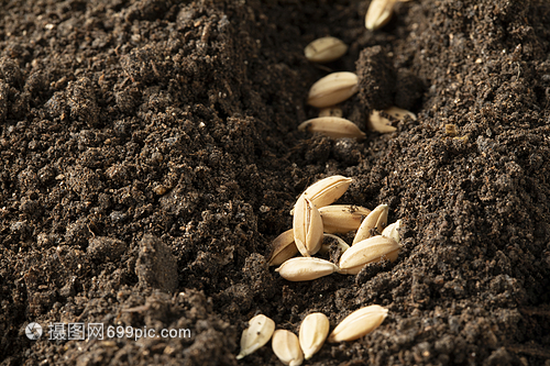 水稻种子的培育与价值 农业的基石