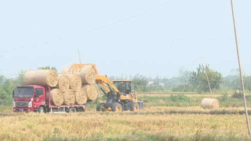 联县热推丨变废为宝 一株草的隐藏技能，农作物种子种苗的绿色革命