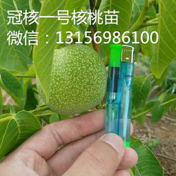 淄博冠核农业开发公司 专业批发农作物种子种苗，助力农业丰收